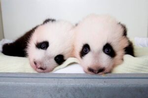 Celebrating 25 years of pandas 2 two small panda cubs lie next to each other