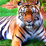 Sumatran tiger laying on green grass looking straight ahead