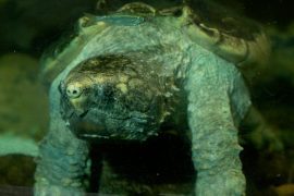 alligator snapping turtle floating underwater.