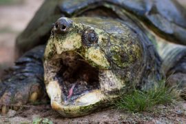 Up-close photo of alligator snapping turtle with mouth open laying outside. Tongue looks like a worm to attract prey.