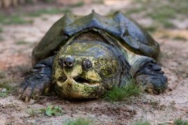 alligator snapping turtle laying outside on the ground with mouth open.