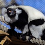 Black and white ruffed lemur on a rope outside with blue sky in the background.