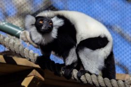 Black and white ruffed lemur on a rope outside with blue sky in the background.