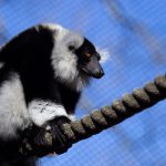 Black and white ruffed lemur standing on rope outside with blue sky in the background.