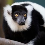 Black and white ruffed lemur staring off to the side in outside habitat.