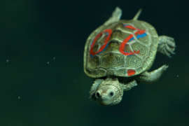 tiny diamondback terrapin swimming looking straight ahead.