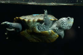 Tiny diamondback terrapin swimming