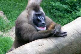 drill monkey with hands on log surrounded by green grass.