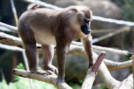 drill monkey standing on branch in habitat