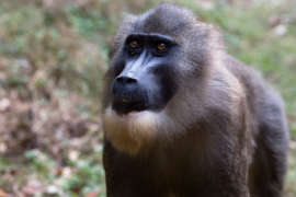 drill monkey looking off to the side in outdoor habitat.