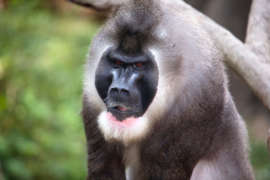 up-close photo of a drill monkey in outdoor habitat