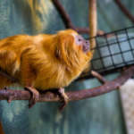 Golden lion tamarin standing on a branch looking to the side