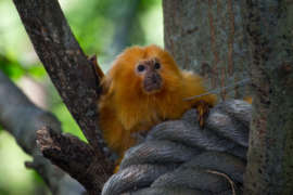 Golden lion tamarin standing on a rope looking to the side