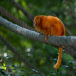 Golden lion tamarin standing on a rope looking to the side