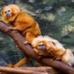 Two golden lion tamarins laying on a branch