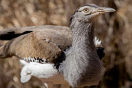 up-close photo of kori bustard bird