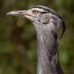 up-close photo of kori bustard bird