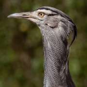 up-close photo of kori bustard bird