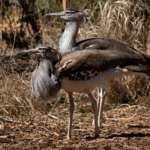 two kori bustard birds looking to the side