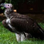 lappet-faced vulture standing on green grass