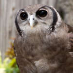A wide-eyed milky eagle owl.