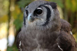 A milky eagle owl.