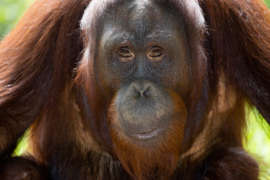 up-close photo of young orangutan