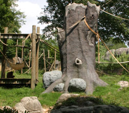 Orangutan Learning Tree 1 orangutantree_wide_za_8837