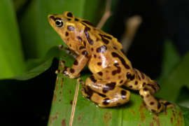 Panamanian golden frog sitting on a leaf.