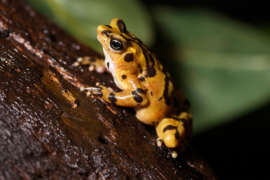 A Panamanian golden frog sits on a wet branch.