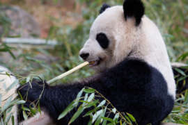 Giant panda eating bamboo.