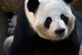 Giant panda looking straight ahead