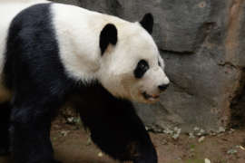 Giant panda walking