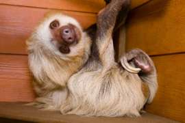 sloth hanging upside down looking straight ahead