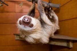 sloth hanging upside down looking straight ahead