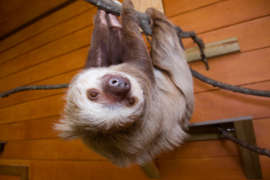 sloth hanging upside down looking straight ahead