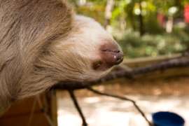 sloth hanging upside down looking to the side