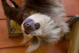 sloth hanging upside down looking to the side