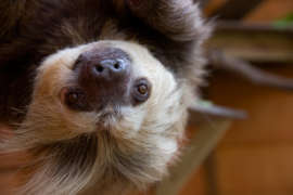 sloth hanging upside down looking straight ahead