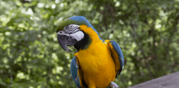 Blue and Gold Macaw Close Up