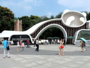 chengdu research base of giant panda breeding 1