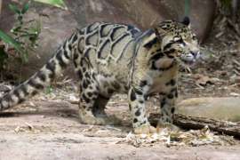 Clouded Leopard Moby Standing in Habitat