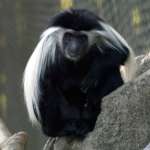 Colobus Coco Sitting on Rock