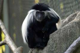Colobus Coco Sitting on Rock