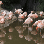 A large group of flamingo stand in the water in their zoo habitat.
