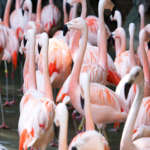A large group of flamingos standing in the sun.