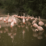 A large group of flamingo stand in the water in their zoo habitat.