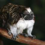Close Up of Geoffroy's Tamarin on Branch