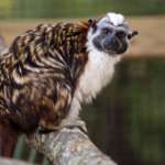 Geoffroy's Tamarin Sitting on Tree Looking Back