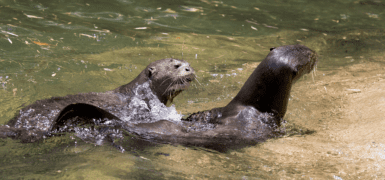 Giant Otters Swimming Together